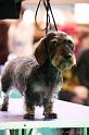 Crufts2011_2 1548